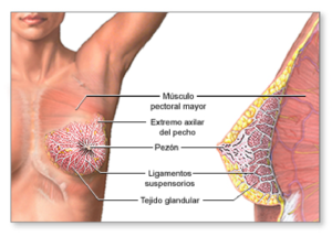 Anatomía del seno